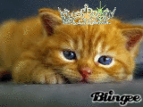 Sweet Kitten