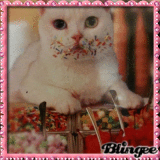 Funny Cat