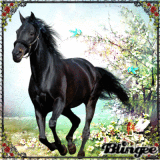 das pferd und die elfe 