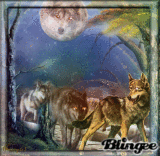 Wolf c