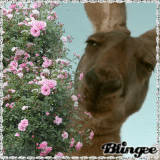 RENO COMIENDO LAS FLORES