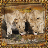 Lionesses