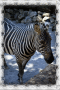 zebra