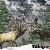 Elks Snowy Winter