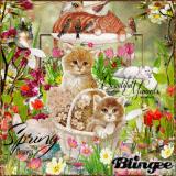 Cat Luv spring