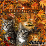 Autumn-cat