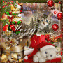 Cat-merry-christmas