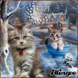 Cat-Winter