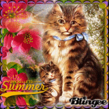 Summer Cat