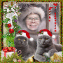 HEIcats HEIcats