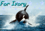 Orca Whale