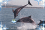 DELFIN
