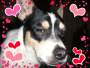 pducey