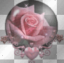 globe pink rose