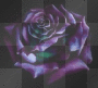 purple rose