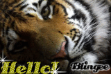 Tiger hello