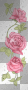Floating Dark Pink Roses