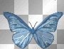 blue butterfly
