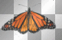 monarch butterfly monarch butterfly