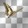 butterfly in flight