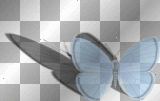 blue moth with shadow