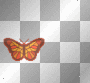 orange butterfly