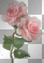 Pink roses