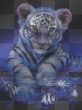 White Tiger
